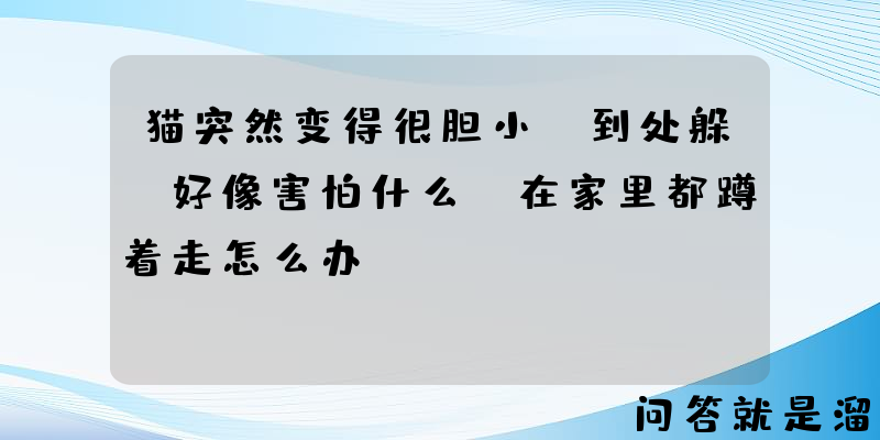 猫突然变得很胆小，到处躲，好像害怕什么，在家里都蹲着走怎么办？