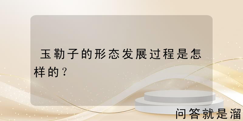 玉勒子的形态发展过程是怎样的？